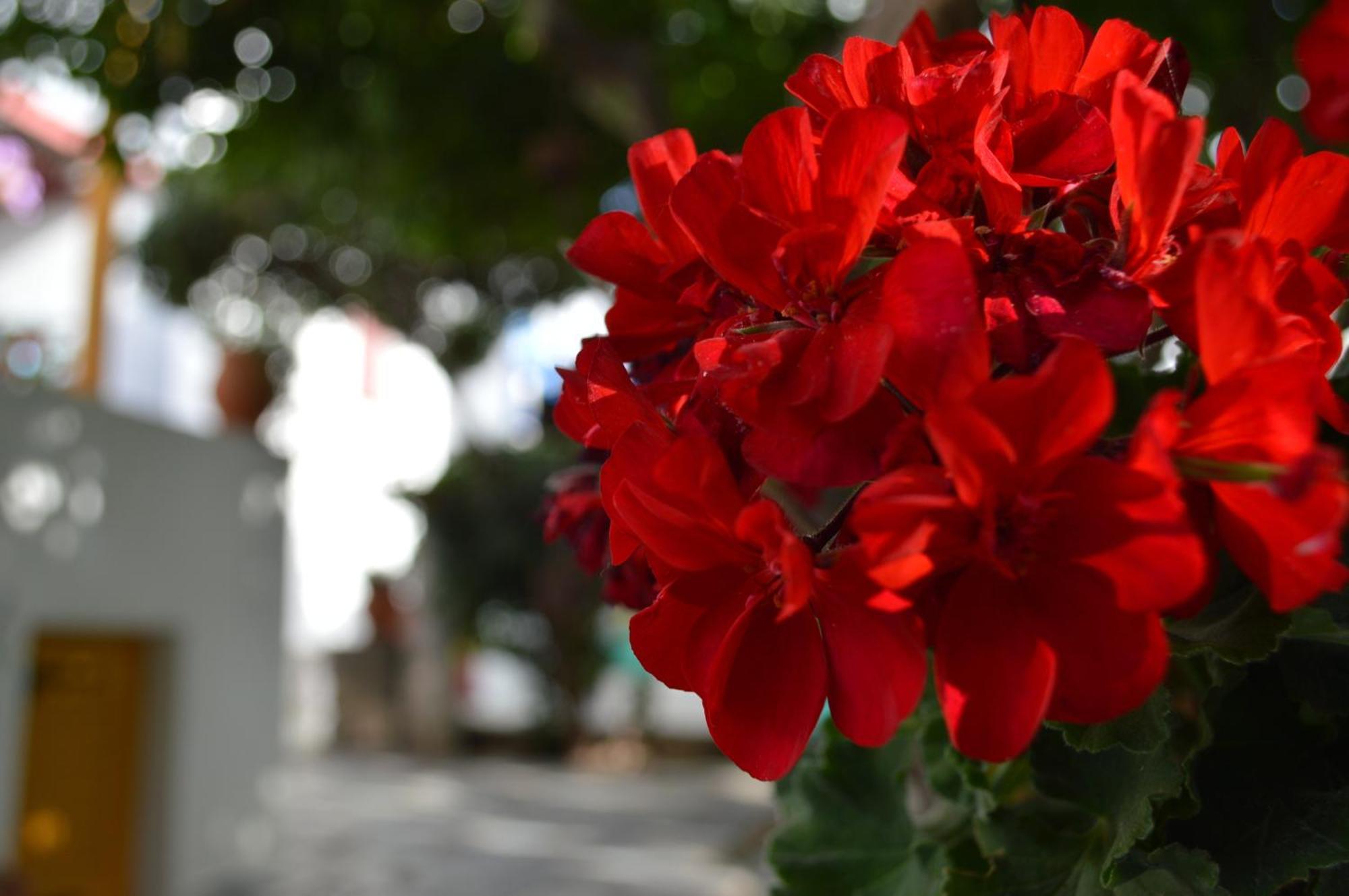 Aegean Village Páros Zewnętrze zdjęcie